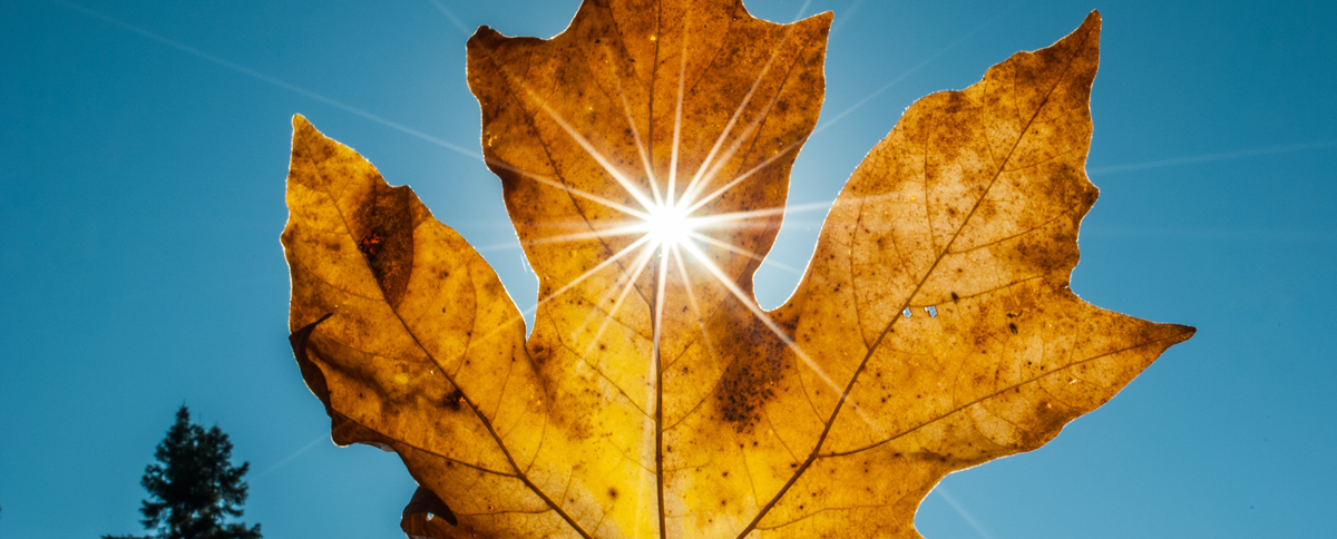 Image of leaf to represent the fall issue of Parasec's Alert newsletter