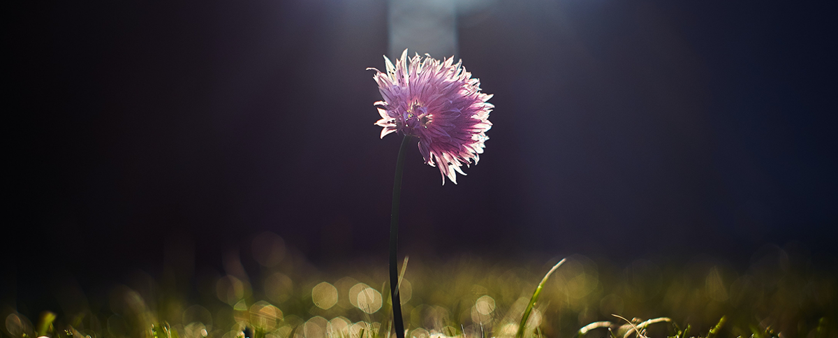 Parasec-Alert---April-June Main Image of Flower for Parasec's Alert