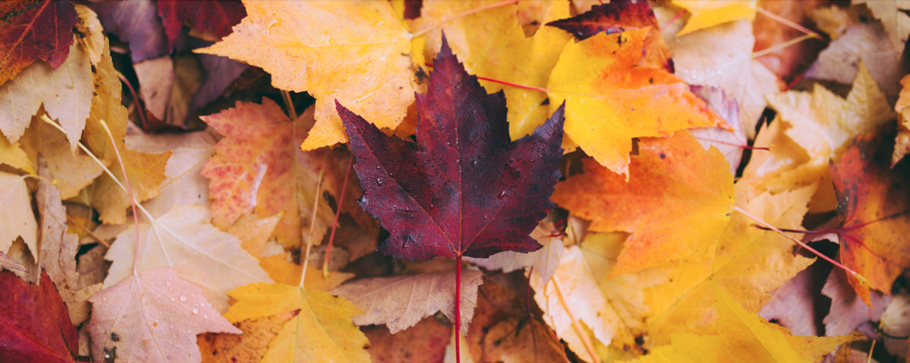Parasec Newsletter - October 2023